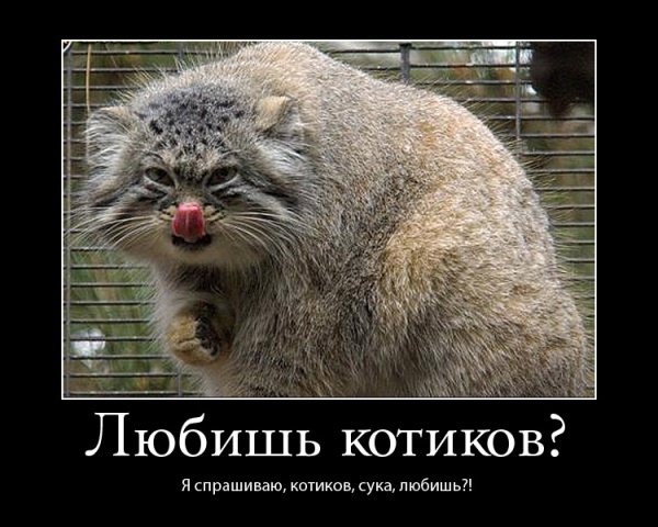 http://cs1424.vkontakte.ru/u16130218/79891315/x_739732d5.jpg