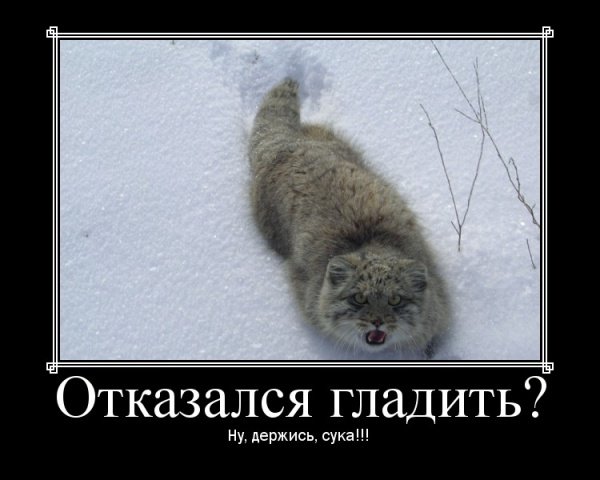 http://cs1424.vkontakte.ru/u16130218/79891315/x_75a87edc.jpg