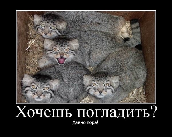http://cs1424.vkontakte.ru/u16130218/79891315/x_e2d9d03e.jpg